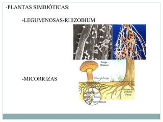 -PLANTAS SIMBIÓTICAS:

     -LEGUMINOSAS-RHIZOBIUM




     -MICORRIZAS
 