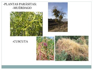 -PLANTAS PARÁSITAS:
     -MUÉRDAGO




     -CUSCUTA
 