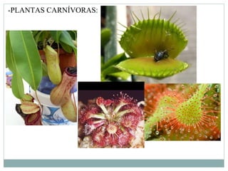 -PLANTAS CARNÍVORAS:
 