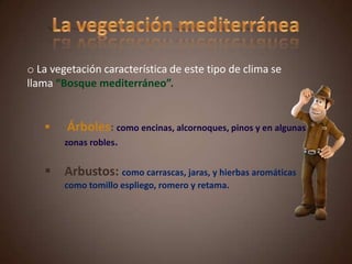 o La vegetación característica de este tipo de clima se
llama “Bosque mediterráneo”.
 Árboles: como encinas, alcornoques, pinos y en algunas
zonas robles.
 Arbustos: como carrascas, jaras, y hierbas aromáticas
como tomillo espliego, romero y retama.
 