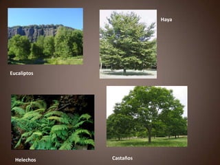 Eucaliptos
Haya
Helechos Castaños
 