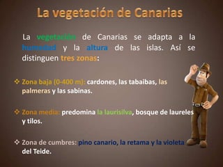 La vegetación de Canarias se adapta a la
humedad y la altura de las islas. Así se
distinguen tres zonas:
 Zona baja (0-400 m): cardones, las tabaibas, las
palmeras y las sabinas.
 Zona media: predomina la laurisilva, bosque de laureles
y tilos.
 Zona de cumbres: pino canario, la retama y la violeta
del Teide.
 