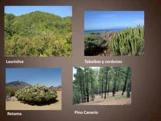Laurisilva Tabaibas y cordones
Retama Pino Canario
 