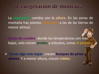 La vegetación cambia con la altura. En las zonas de
montaña hay plantas diferentes a las de las tierras de
menor altitud.
 Zonas de cumbre: donde las temperaturas son más
bajas, solo crecen prados y arbustos, como el piorno.
 Zonas algo más bajas, crecen bosques de pinos y
abetos. Y a menor altura, crecen robles.
 
