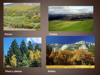 Piorno Prados
Pinos y abetos Robles
 