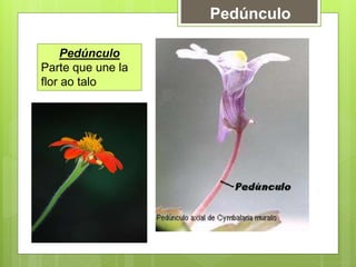 Pedúnculo
Pedúnculo
Parte que une la
flor ao talo
 