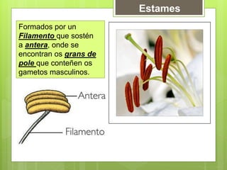 Estames
Formados por un
Filamento que sostén
a antera, onde se
encontran os grans de
pole que conteñen os
gametos masculinos.
 