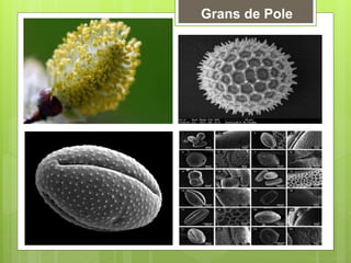Grans de Pole
 