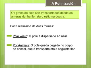 A Polinización
Os grans de pole son transportados desde as
anteras dunha flor ata o estigma doutra.
Pode realizarse de dúas formas:
Polo vento: O pole é dispersado ao azar.
Por Animais: O pole queda pegado no corpo
do animal, que o transporta ata a seguinte flor.
 