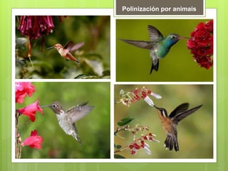 Polinización por animais
 
