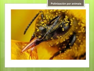 Polinización por animais
 