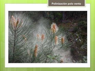 Polinización polo vento
 