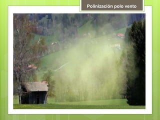 Polinización polo vento
 