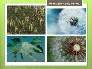 Polinización polo ventoc
 