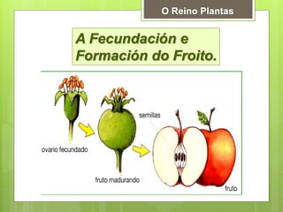 A Fecundación e
Formación do Froito.
O Reino Plantas
 
