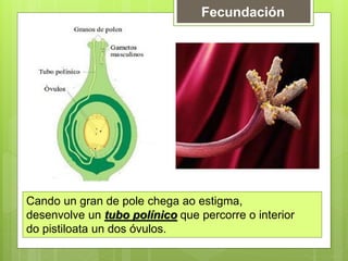 Fecundación
Cando un gran de pole chega ao estigma,
desenvolve un tubo polínico que percorre o interior
do pistiloata un dos óvulos.
 