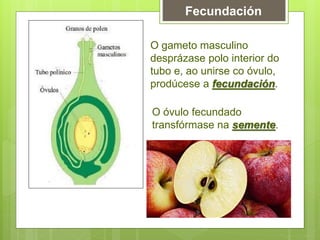 Fecundación
O gameto masculino
desprázase polo interior do
tubo e, ao unirse co óvulo,
prodúcese a fecundación.
O óvulo fecundado
transfórmase na semente.
 