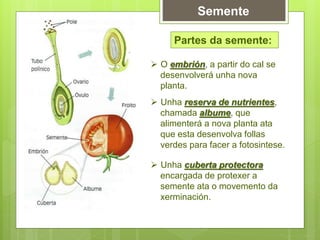 Semente
Partes da semente:
 O embrión, a partir do cal se
desenvolverá unha nova
planta.
 Unha reserva de nutrientes,
chamada albume, que
alimenterá a nova planta ata
que esta desenvolva follas
verdes para facer a fotosintese.
 Unha cuberta protectora
encargada de protexer a
semente ata o movemento da
xerminación.
 
