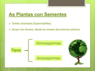 As Plantas con Sementes
 Tamén chamadas Espermatófitas.
 Grupo moi diverso, desde os cereais ata enormes árbores.
Tipos
Ximnospermas
Anxiospermas
 