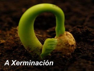A Xerminación
 