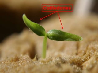 Cotiledones
 