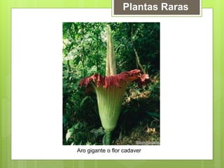 Plantas Raras
Aro gigante o flor cadaver
 