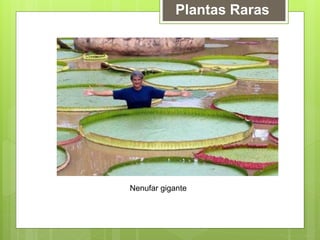 Nenufar gigante
Plantas Raras
 