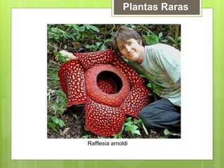 Plantas Raras
Rafflesia arnoldi
 