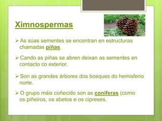 Ximnospermas
As súas sementes se encontran en estructuras
chamadas piñas.
Cando as piñas se abren deixan as sementes en
contacto co exterior.
Son as grandes árbores dos bosques do hemisferio
norte.
O grupo máis coñecido son as coníferas (como
os piñeiros, os abetos e os cipreses.
 