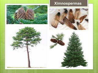 Ximnospermas
 