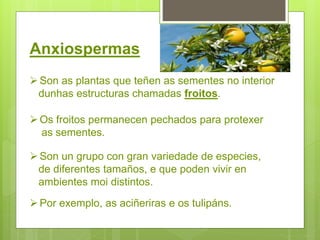 Anxiospermas
Son as plantas que teñen as sementes no interior
dunhas estructuras chamadas froitos.
Os froitos permanecen pechados para protexer
as sementes.
Son un grupo con gran variedade de especies,
de diferentes tamaños, e que poden vivir en
ambientes moi distintos.
Por exemplo, as aciñeriras e os tulipáns.
 