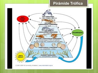 Pirámide Trófica
 