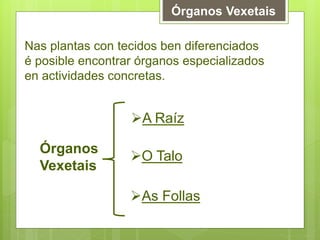 Órganos Vexetais
Nas plantas con tecidos ben diferenciados
é posible encontrar órganos especializados
en actividades concretas.
Órganos
Vexetais
A Raíz
O Talo
As Follas
 
