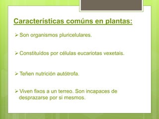 Características comúns en plantas:
Son organismos pluricelulares.
Constituídos por células eucariotas vexetais.
Teñen nutrición autótrofa.
Viven fixos a un terreo. Son incapaces de
desprazarse por si mesmos.
 
