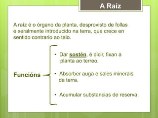 A Raíz
A raíz é o órgano da planta, desprovisto de follas
e xeralmente introducido na terra, que crece en
sentido contrario ao talo.
Funcións
• Dar sostén, é dicir, fixan a
planta ao terreo.
• Absorber auga e sales minerais
da terra.
• Acumular substancias de reserva.
 