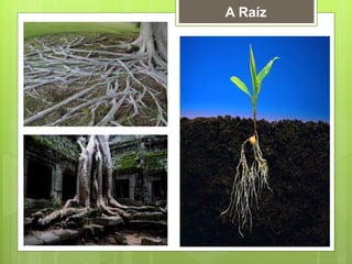 A Raíz
 