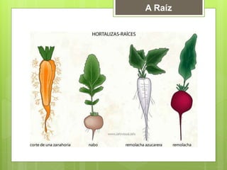 A Raíz
 