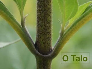 A Raíz
O Talo
 