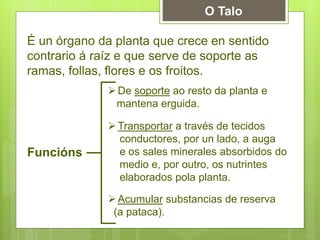 É un órgano da planta que crece en sentido
contrario á raíz e que serve de soporte as
ramas, follas, flores e os froitos.
O Talo
Funcións
De soporte ao resto da planta e
mantena erguida.
Transportar a través de tecidos
conductores, por un lado, a auga
e os sales minerales absorbidos do
medio e, por outro, os nutrintes
elaborados pola planta.
Acumular substancias de reserva
(a pataca).
 