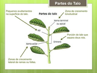 Partes do Talo
Pequenos avultamentos
na superficie do talo.
Zonas de crecemento
lateral de ramas ou follas.
Porción de talo que
separa dous nós.
Zona de crecemento
lonxitudinal
 