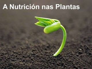 A Nutrición nas Plantas
 