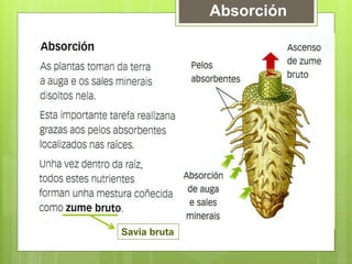 Absorción
Savia bruta
 