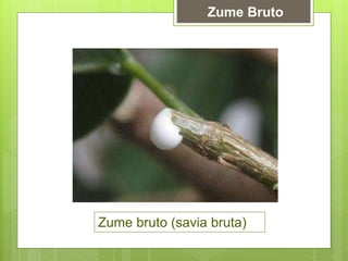 Zume Bruto
Zume bruto (savia bruta)
 
