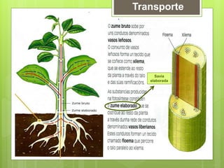Transporte
Savia
elaborada
 