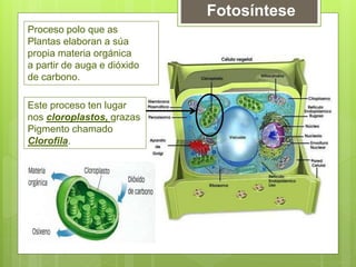 Fotosíntese
Proceso polo que as
Plantas elaboran a súa
propia materia orgánica
a partir de auga e dióxido
de carbono.
Este proceso ten lugar
nos cloroplastos, grazas
Pigmento chamado
Clorofila.
 