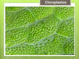 Cloroplastos
 