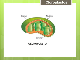Cloroplastos
 