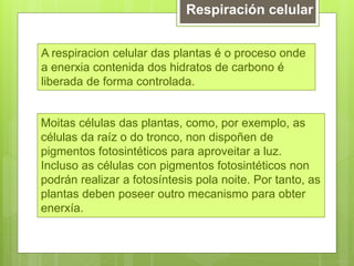 Respiración celular
A respiracion celular das plantas é o proceso onde
a enerxia contenida dos hidratos de carbono é
liberada de forma controlada.
Moitas células das plantas, como, por exemplo, as
células da raíz o do tronco, non dispoñen de
pigmentos fotosintéticos para aproveitar a luz.
Incluso as células con pigmentos fotosintéticos non
podrán realizar a fotosíntesis pola noite. Por tanto, as
plantas deben poseer outro mecanismo para obter
enerxía.
 