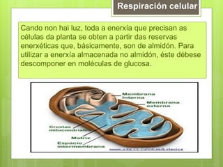 Respiración celular
Cando non hai luz, toda a enerxía que precisan as
células da planta se obten a partir das reservas
enerxéticas que, básicamente, son de almidón. Para
utilizar a enerxía almacenada no almidón, éste débese
descomponer en moléculas de glucosa.
 