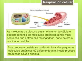 Respiración celular
As moléculas de glucosa pasan ó interior da célula e
descomponense en moléculas orgánicas aínda máis
pequenas que entran nas mitocondrias, onde ocurre a
respiración celular
Este proceso consiste na oxidación total das pequenas
moléculas orgánicas có oxígeno do aire. Neste proceso
producese CO2 e enerxía.
 